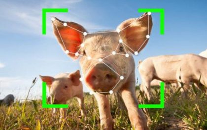 Trung Quốc: Nhận diện khuôn mặt cho lợn - Làm giàu từ kinh doanh
