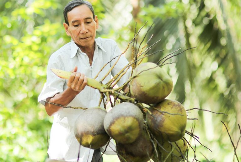 Cocoxim: Một chặng đường nỗ lực nâng tầm giá trị dừa Bến Tre - Làm giàu từ kinh doanh